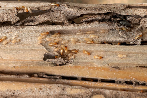 Best Best Pest Control Companies  in Madera Acres, CA